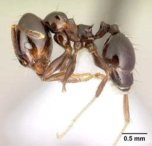 Pheidole leoncortesi - CASENT0609134