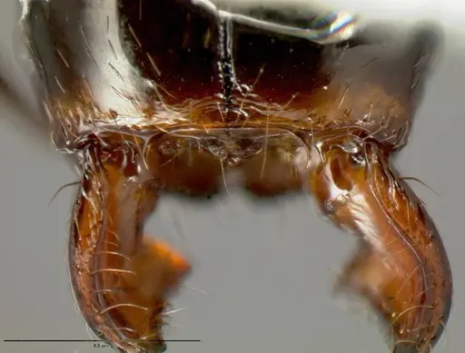 Pheidole leoncortesi - CASENT0609140