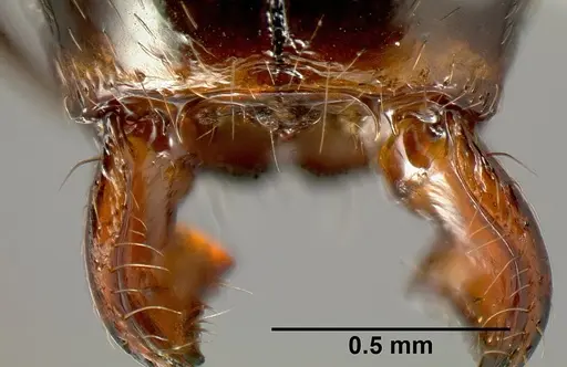 Pheidole leoncortesi - CASENT0609140