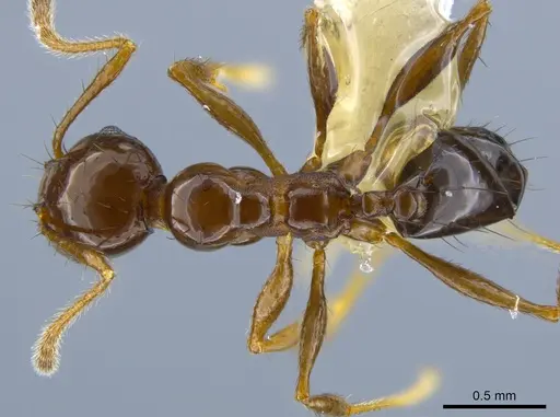 Pheidole leoncortesi - CASENT0609523