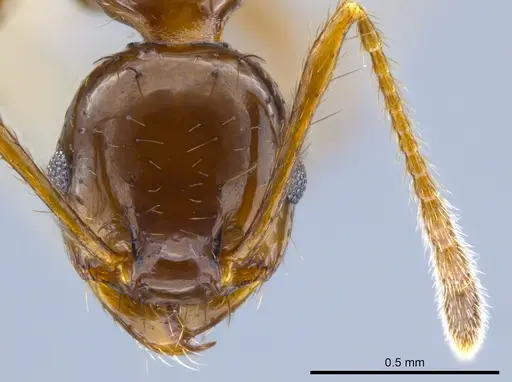 Pheidole leoncortesi - CASENT0609523