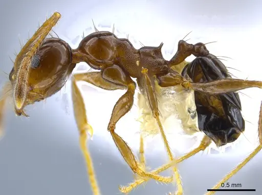 Pheidole leoncortesi - CASENT0609523