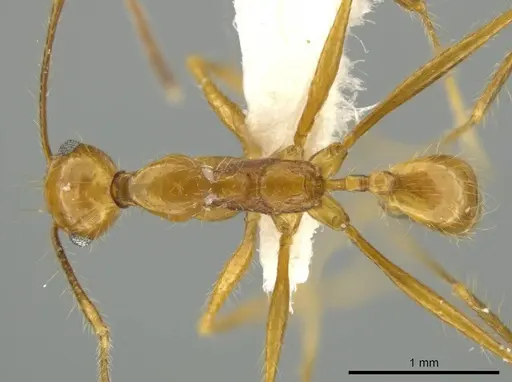 Pheidole leonina specimen