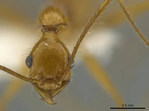 Pheidole leonina specimen