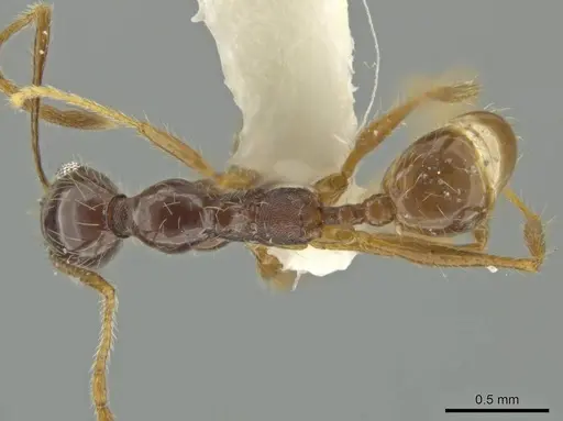 Pheidole leptina specimen
