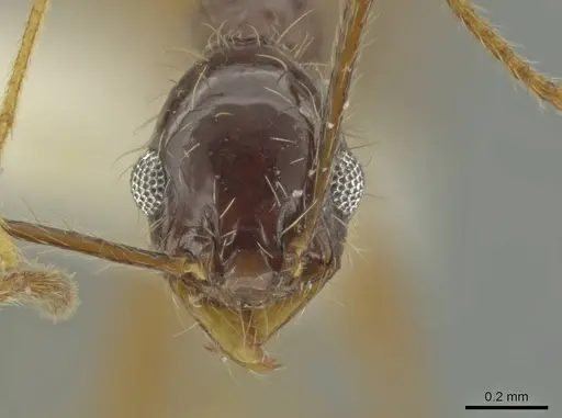 Pheidole leptina specimen