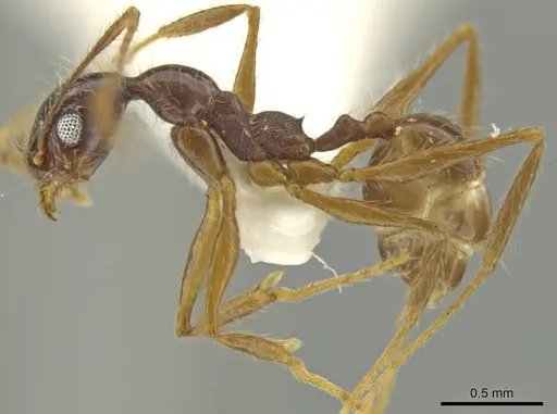 Pheidole leptina specimen