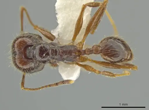 Pheidole leptina - JTLC000016433