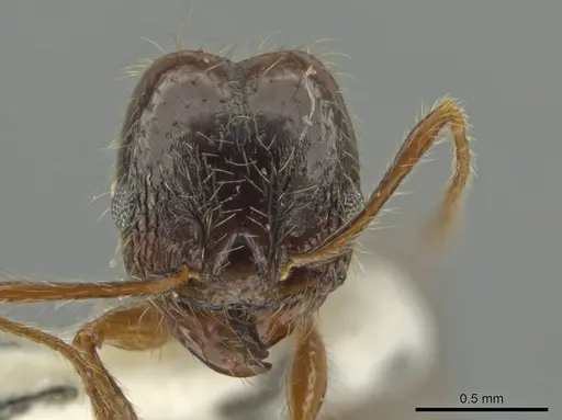 Pheidole leptina - JTLC000016433
