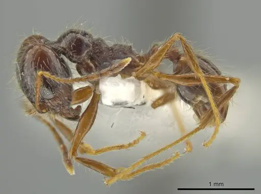 Pheidole leptina - JTLC000016433