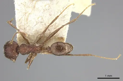 Pheidole liengmei specimen