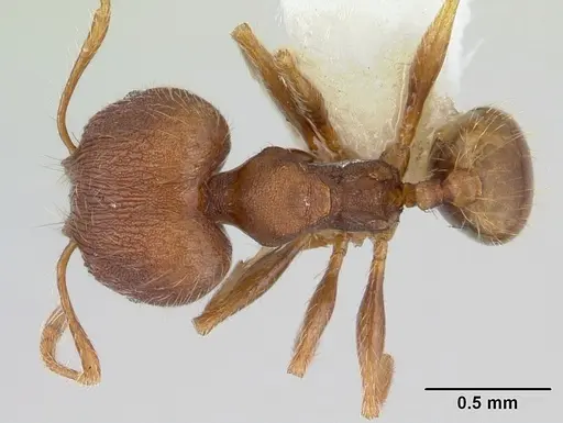 Pheidole lignicola specimen