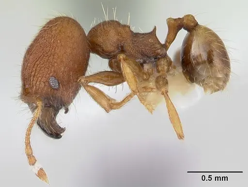 Pheidole lignicola specimen