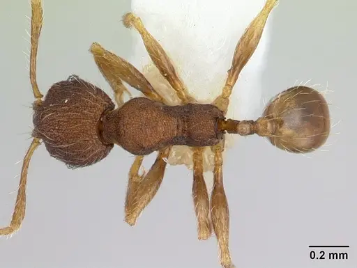 Pheidole lignicola - CASENT0178034