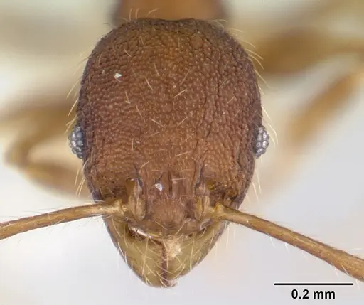 Pheidole lignicola - CASENT0178034
