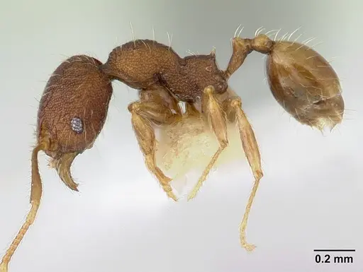 Pheidole lignicola - CASENT0178034