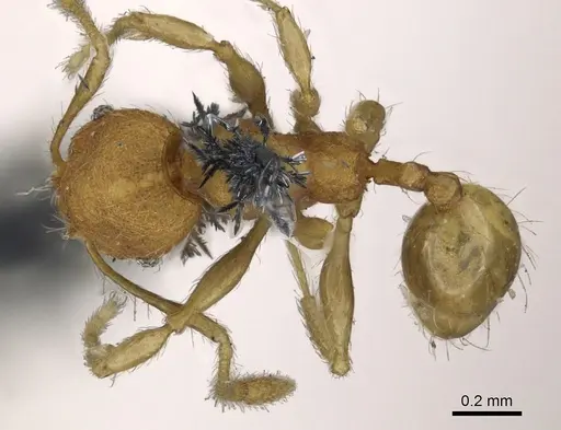 Pheidole lignicola - CASENT0901596