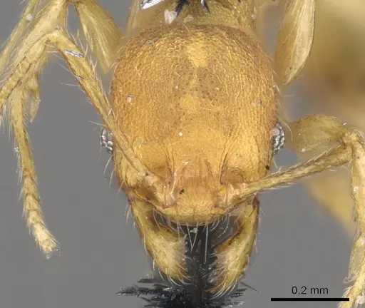 Pheidole lignicola - CASENT0901596