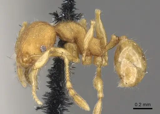 Pheidole lignicola - CASENT0901596