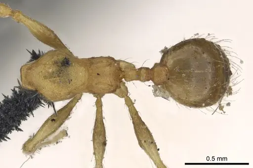 Pheidole lignicola - CASENT0901597