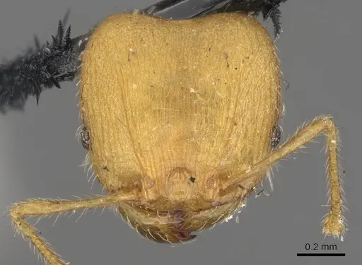 Pheidole lignicola - CASENT0901597