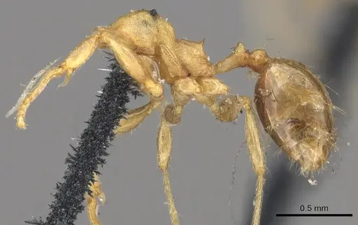 Pheidole lignicola - CASENT0901597