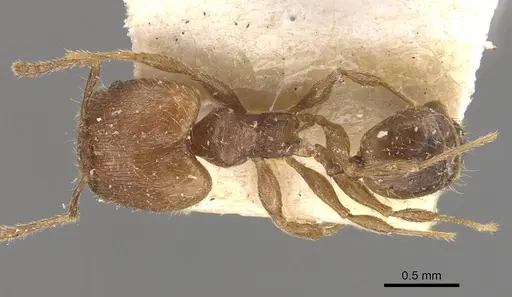 Pheidole lignicola - CASENT0908287