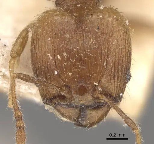 Pheidole lignicola - CASENT0908287