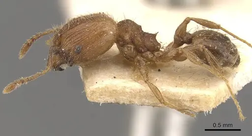 Pheidole lignicola - CASENT0908287