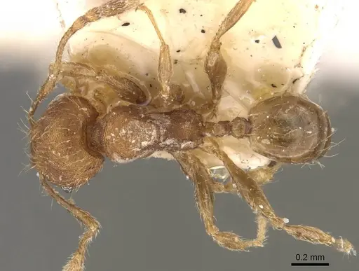 Pheidole lignicola - CASENT0908288