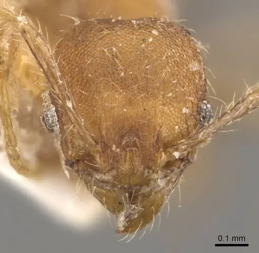 Pheidole lignicola - CASENT0908288