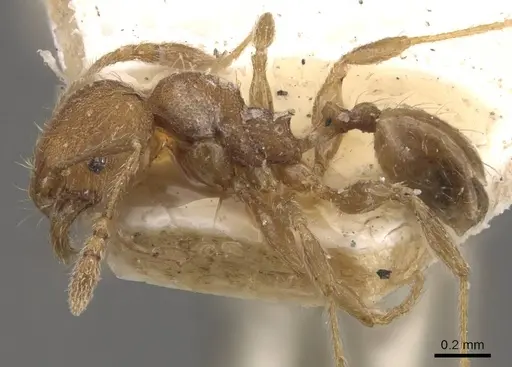 Pheidole lignicola - CASENT0908288