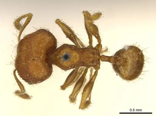 Pheidole lignicola - CASENT0916063