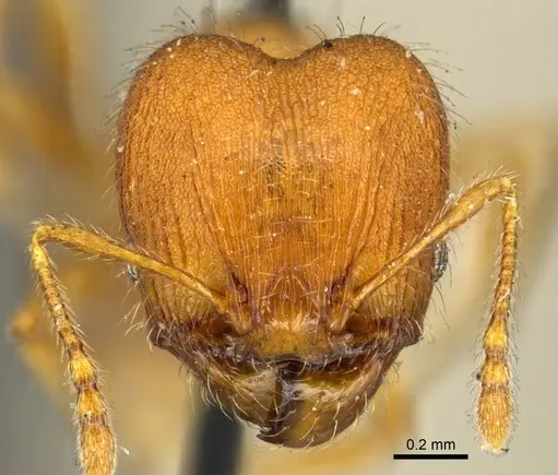Pheidole lignicola - CASENT0916063