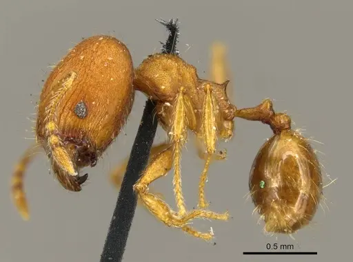 Pheidole lignicola - CASENT0916063