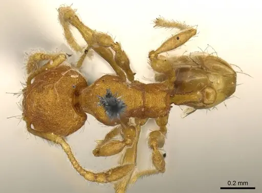 Pheidole lignicola - CASENT0916064