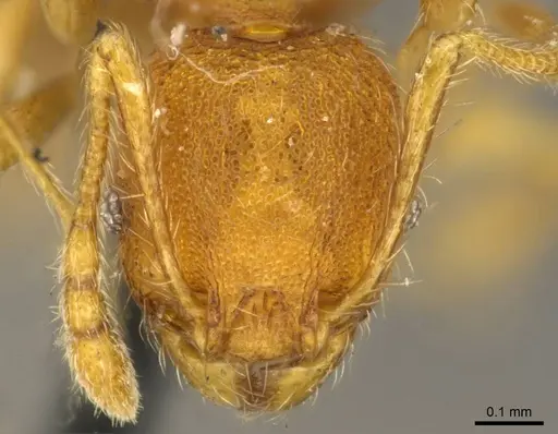 Pheidole lignicola - CASENT0916064