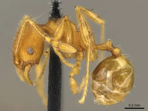 Pheidole lignicola - CASENT0916064