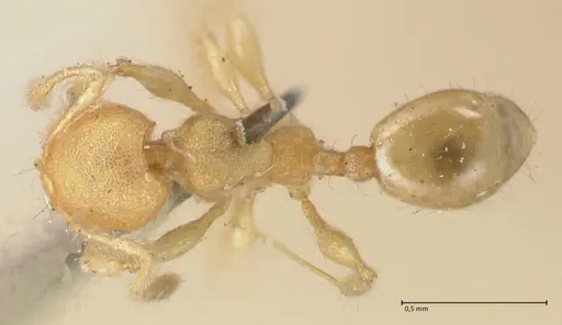 Pheidole lignicola - FOCOL1559
