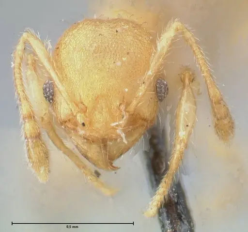 Pheidole lignicola - FOCOL1559