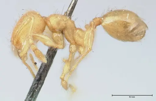 Pheidole lignicola - FOCOL1559