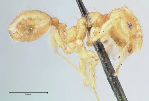 Pheidole lignicola - FOCOL1559