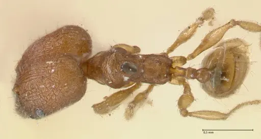 Pheidole lignicola - FOCOL1560