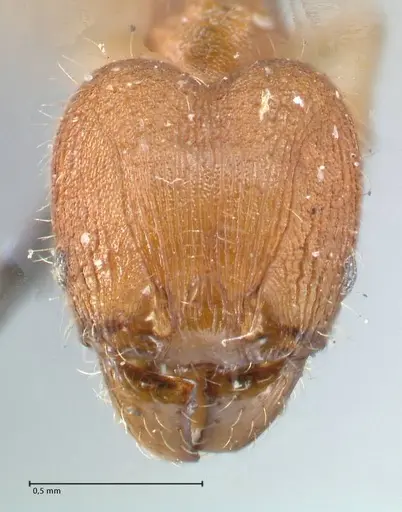Pheidole lignicola - FOCOL1560