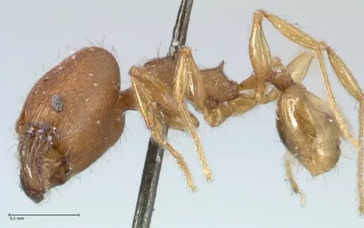 Pheidole lignicola - FOCOL1560