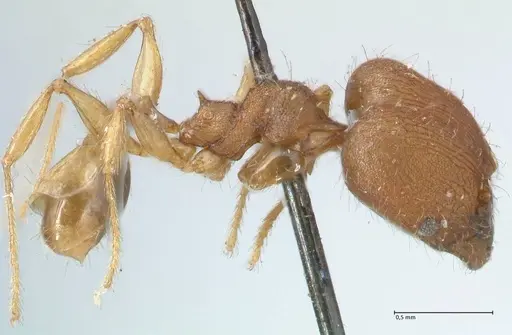 Pheidole lignicola - FOCOL1560