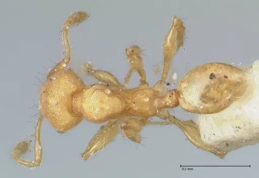 Pheidole lignicola - FOCOL1561