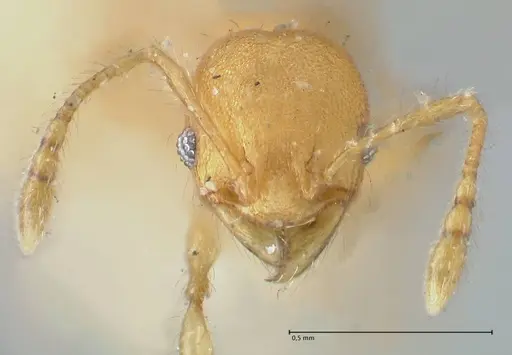 Pheidole lignicola - FOCOL1561