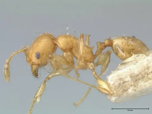 Pheidole lignicola - FOCOL1561