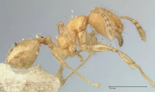 Pheidole lignicola - FOCOL1561